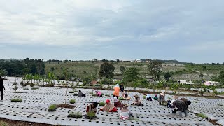 PLANTING OF 5 Ha OF MERDEKA F1 TSS SHALLOTS IN PURWAKARTA