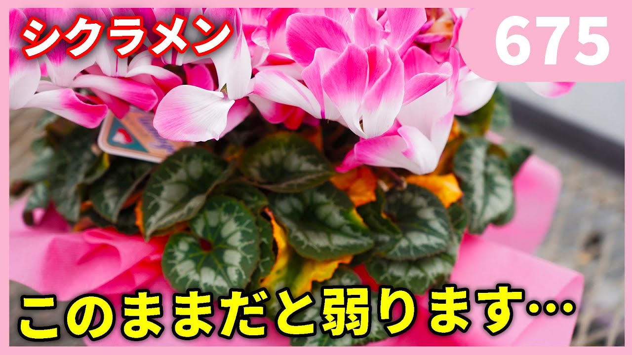 花「暗闇の一輪・・・シクラメン」 Tips for enjoying cyclamen for a long time by Gardening Channel