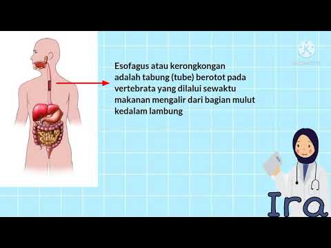 Video: Di manakah esofagus terletak?