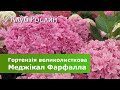 Гортензія великолиста (широколиста) Меджікал Фарфалла • Hydrangea macrophylla Magical Farfalla