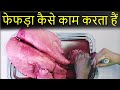 फेफड़ा कैसे काम करता हैं - how do lungs work in hindi