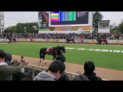 【中山競馬場】2022.01.23AJCCパドック