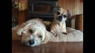 Daily Freeman Pet Contest Nominations 2017