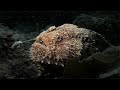 Earths living odyssey episode 2 the open ocean  the deep unknown