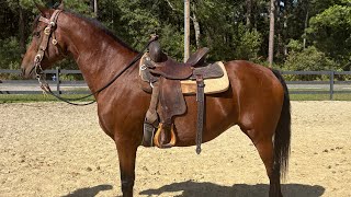 Bay Morgan riding