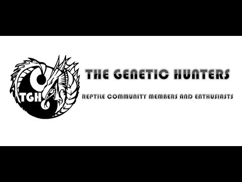 ball python breeders in ohio The Genetic Hunters Live Stream