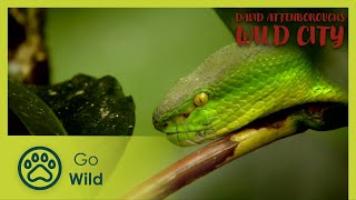 Urban Wild | David Attenborough's Wild City 2/6 | Go Wild by Go Wild 11,555 views 1 month ago 46 minutes