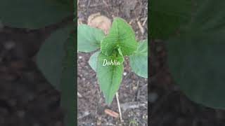#dahlia #greenthumb 4.23.26