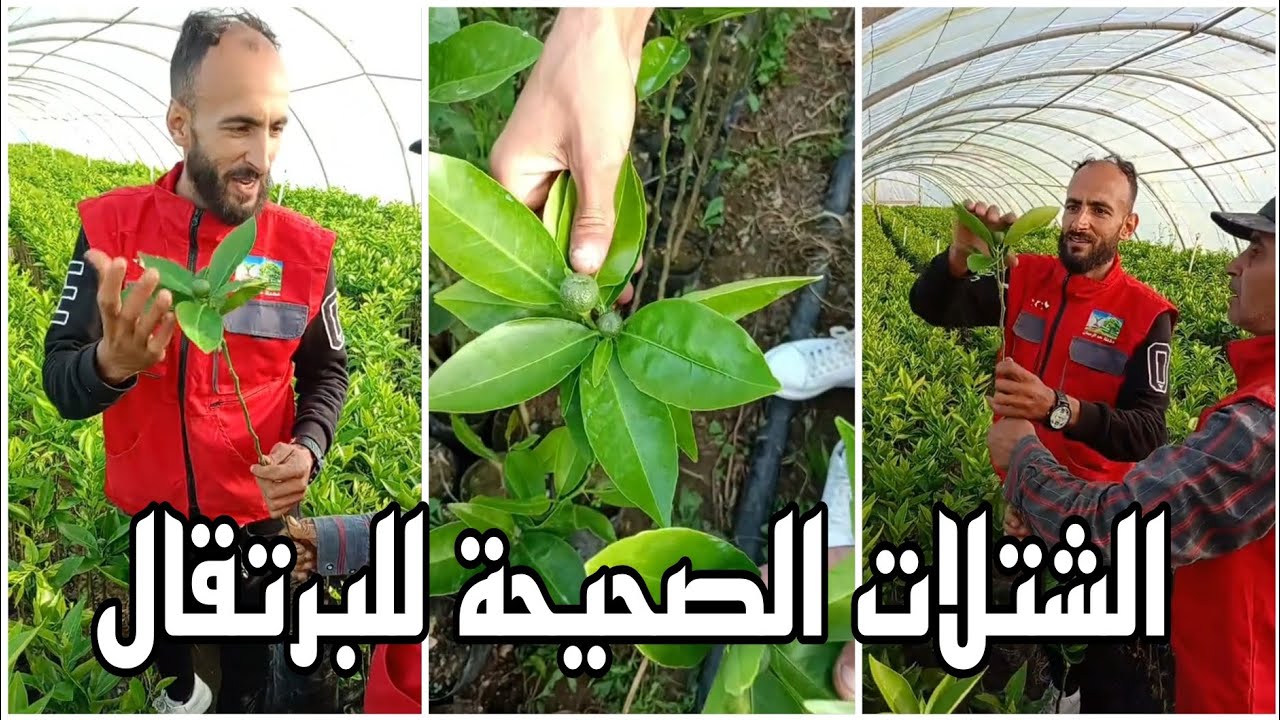 شاهد الشتلات الصحيحة للبرتقال بعد شهرين من تطعيمها على حامل طعم فولكا ماريانا  وبداية الانتاج