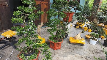 Sáng 2.11 Zalo 0359540980 gl cây cảnh các loại giá rẻ bao síp toàn quốc 