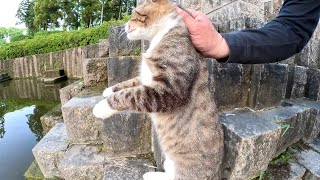 A cat trying to hunt a duckling gets splashed with water by the mother duck