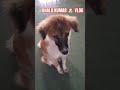 Bhalu Vlog | Cute Puppy 🐶 | Bhalu Kumar Daily Fun &amp; Play Time | Vlog 4