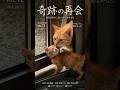 絶望に陥った母猫に、壁を破って届けた愛らしい私たちの子 #感動猫動画 #保護猫 #猫の親子