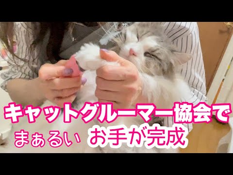 キャットグルーマー協会で学んでクリームパンのお手手が完成したよ!参考にしてみて♡