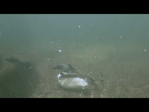 Adult loons chasing a school of fish