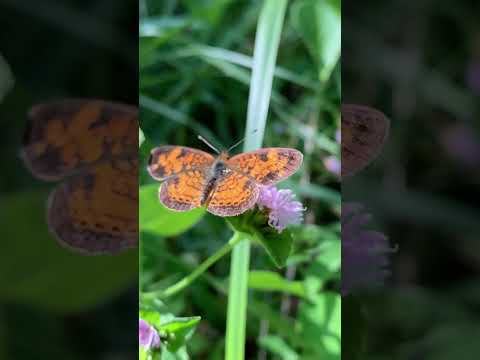 Wideo: Motyle Nymphalidae: ogólna charakterystyka, opis, zakres, rodzaj pożywienia