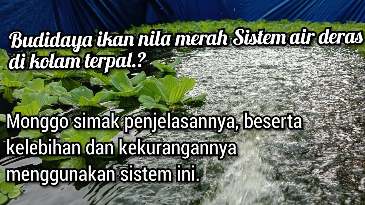 Budidaya Nila Kolam Terpal - Sistem Arus Deras di Kolam Terpal.?? 