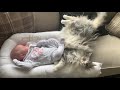 MILO AND MIA CAUGHT CAT NAPPING | THE BOND CONTINUES | MAINECOON AND NEWBORN BABY