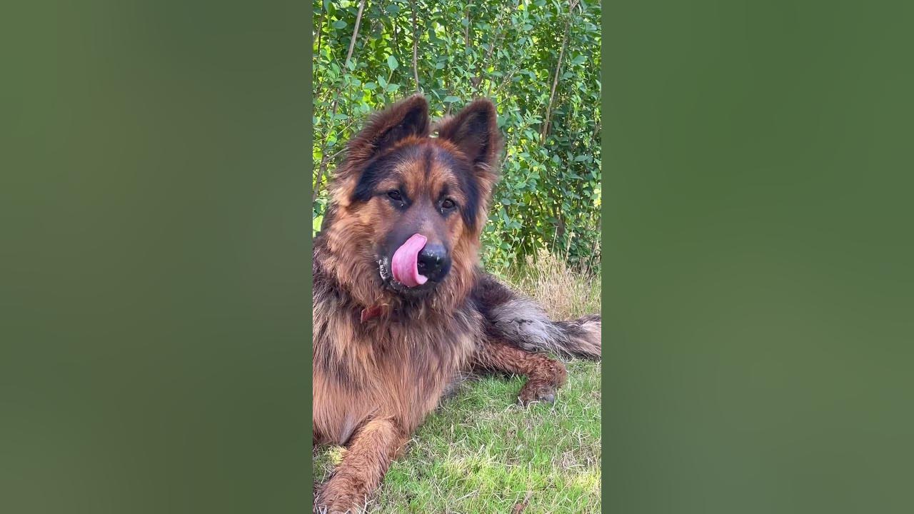 german-shepherd-max-my-male-german-shepherd-dog-youtube