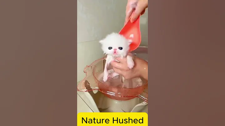 Video 10080481: cat kitten bathing, baby kitten bath