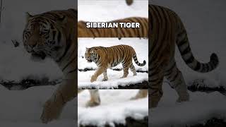 Strongest Animals Alive