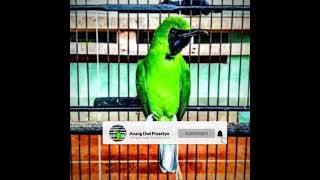 Pernjak gacor, hasil Pikatan.