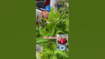 Giao Mận Hồng MST