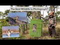 What&#39;s your favorite Wildlife to Photograph? My favorites to photograph and what makes them special