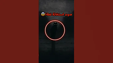 صوت القطه الي كانت تستغيث 