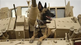 War Dog a Soldier's Best Friend Documentary