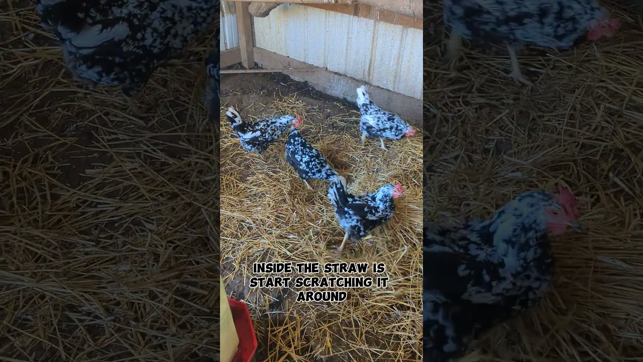 My Chickens Do This Every Time I Put Straw In The Coop!!