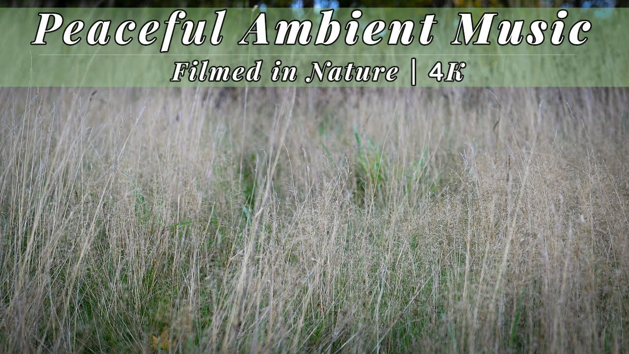 Relaxing Music in a Windy Autumn English Hay Meadow | Calming Ambient Music in Nature