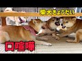 テーブル下で口喧嘩が勃発しても可愛いが勝ってる柴犬きょうだいw