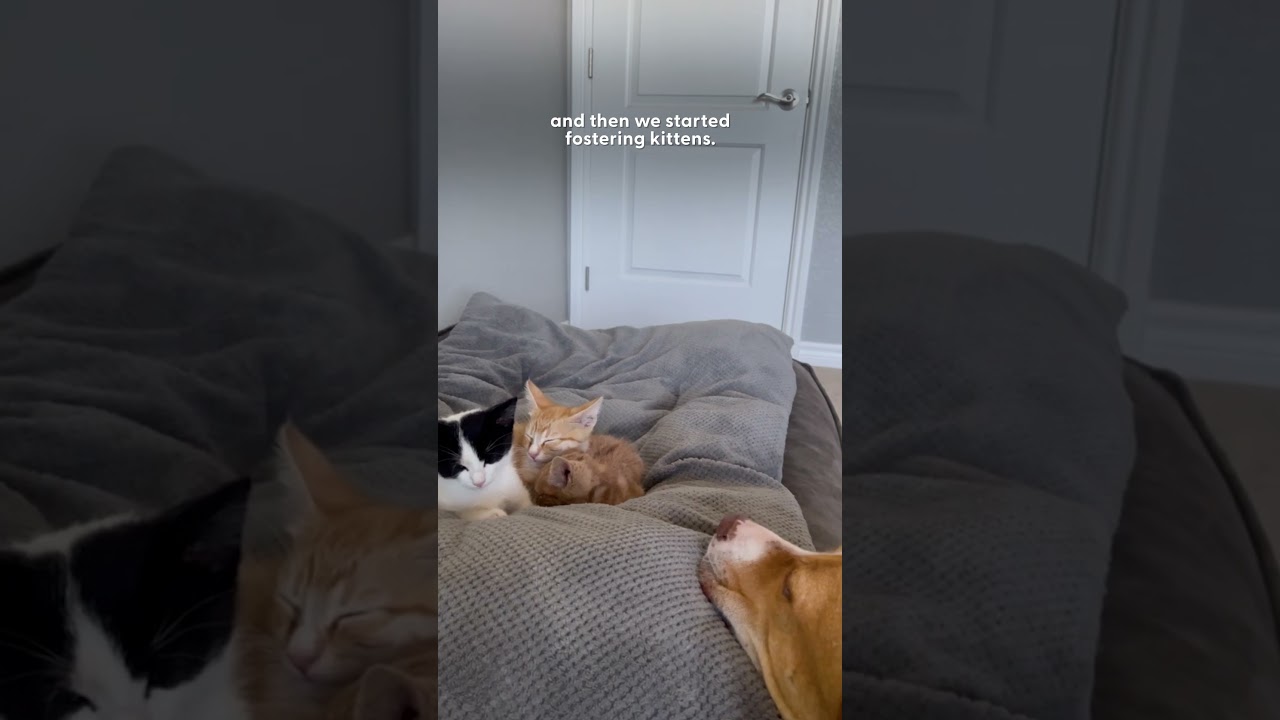 Sweetest Mama Pittie Lets Foster Kittens Nurse On Her  | The Dodo