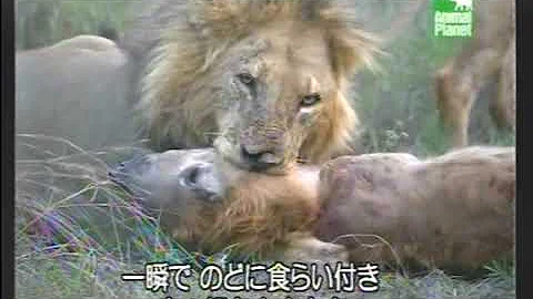 閲覧注意 人喰いワニvsカバ