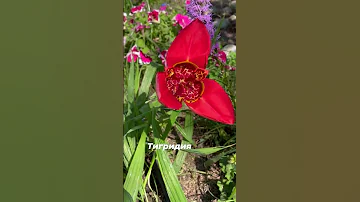 Тигридия-цветок однодневка 🌺🌺🌺#тигридия #луковичные #луковичныецветы #дачныесоветыот тёти Нади