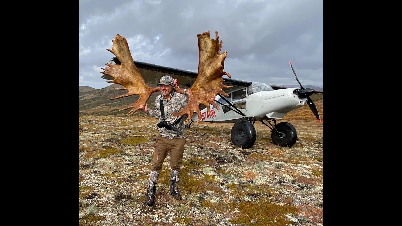 76 inch Alaska Moose - YouTube