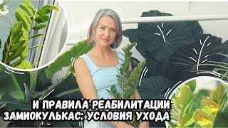 Замиокулькас: условия ухода и правила реабилитации | секреты ухода за замиокулькасом