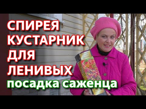 Видео: Spiraea Vangutta: снимка, описание, засаждане и грижи