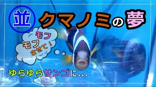 【コメディ】主役！ナミクマノミ～魚が夢を見るかは魚にしかわからない。【有名チャンネルをネタにしてますがごめんなさいm(__)m】