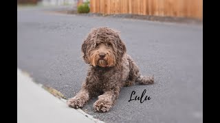 LULU | 2 yr old Barbet | Best Trained Dogs of OR | Portland OffLeash K9 Training