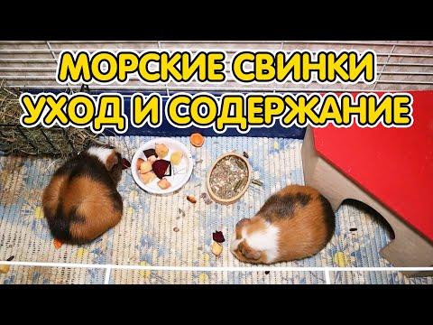 Содержание и уход за морскими свинками в домашних условиях