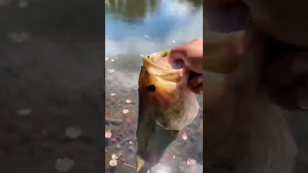 BIG BASS - Teaching youth about fishing