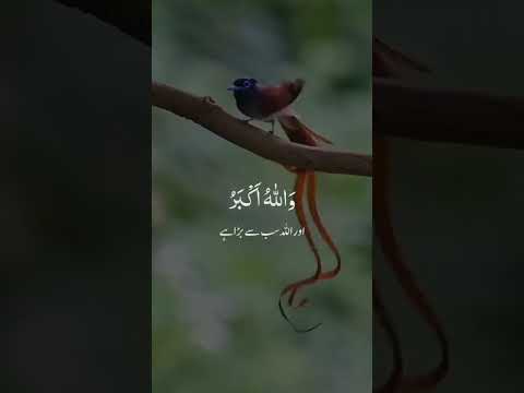Recitation of Holy Quran #ytShorts #youtubeShorts #viral #islamicShorts #Quran