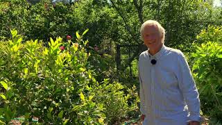 Why is it Best to not Prune Citrus Trees?