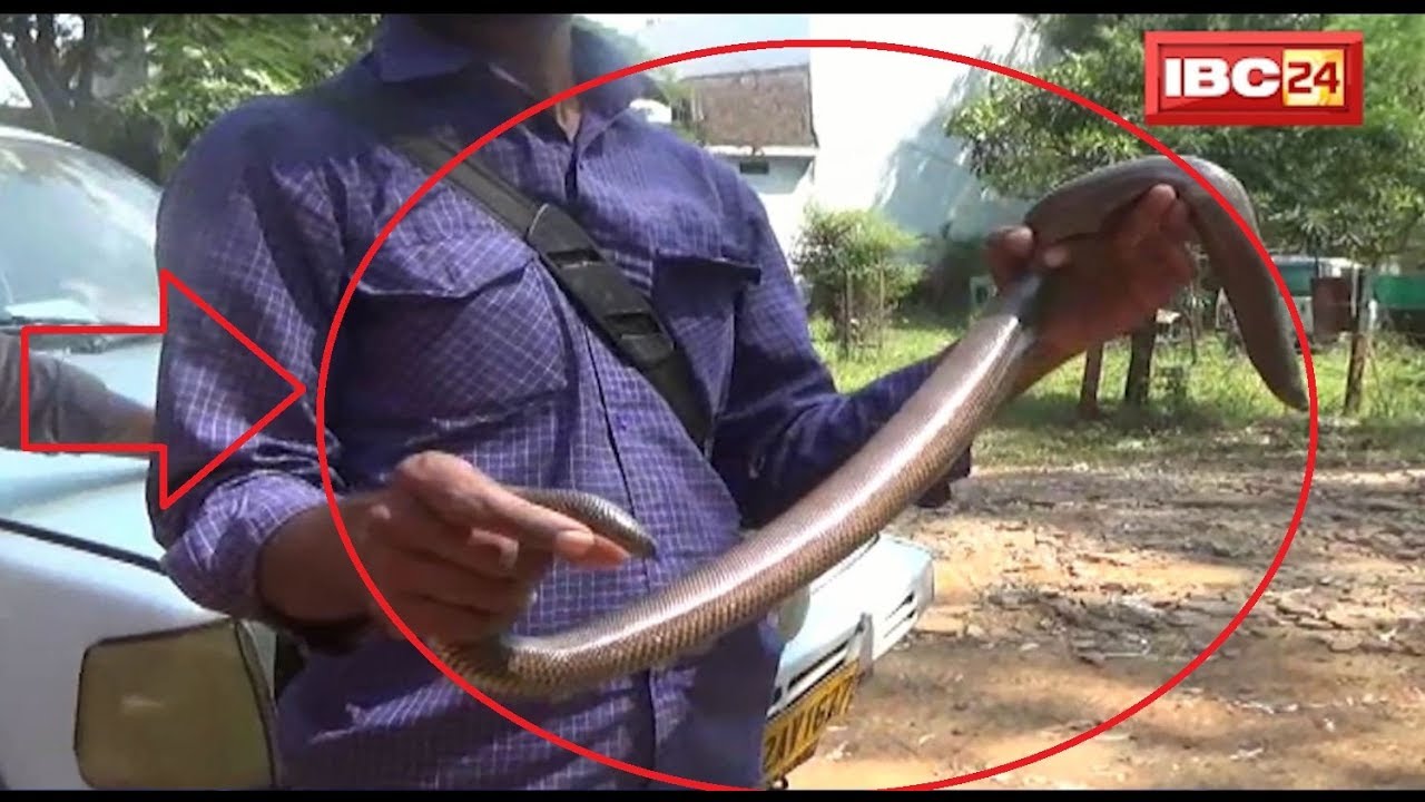 Vidisha:दुर्लभ प्रजाति का दोमुंहा सांप पकड़ा गया,25 करोड़ से भी ज्यादा है अंतर्राष्ट्रीय बाजार मूल्य