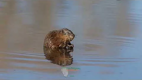 Muskrat Creating Turtle Island (Anishinaabe)