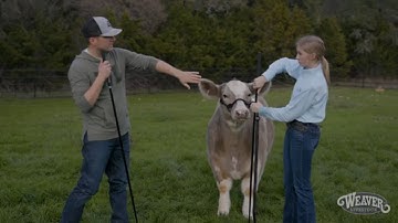 How to Transition from Leading Your Calf to Standing