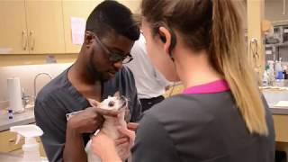 NCC Veterinary Medical Technology