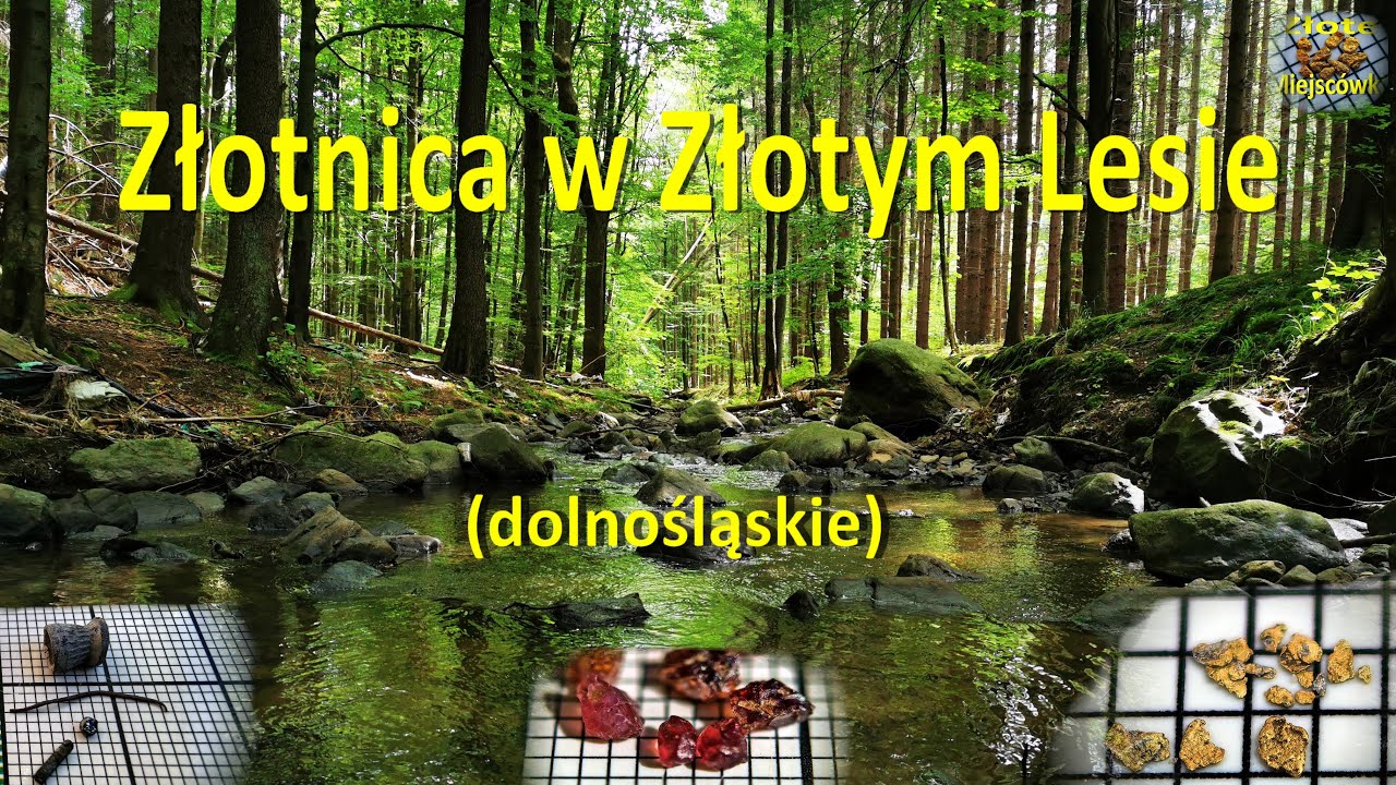 Rzeka Złotnica w Złotym Lesie. Sama nazwa wskazuje że jest tu złoto, pytanie ile.